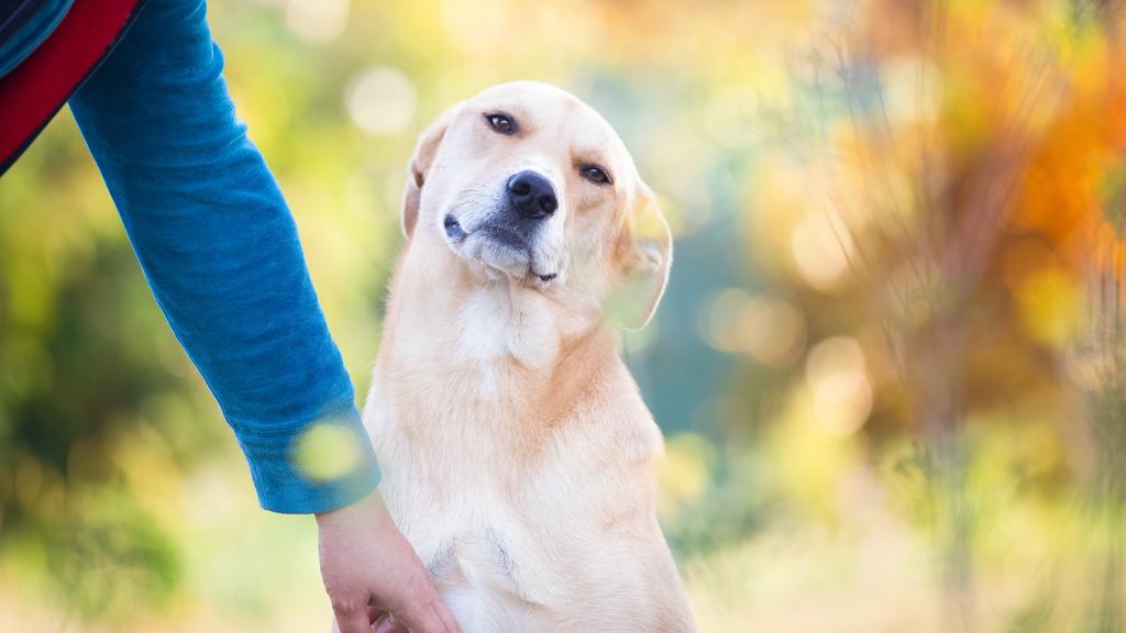 Random fallback image