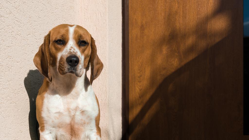 Pets Without Parents