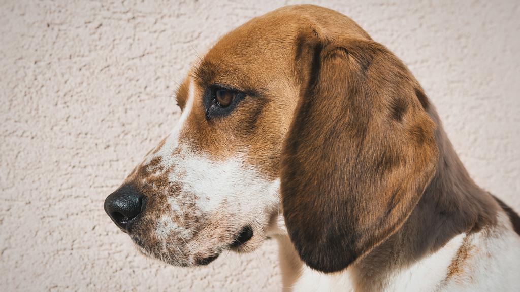 The Animal Shelter Society, Inc.