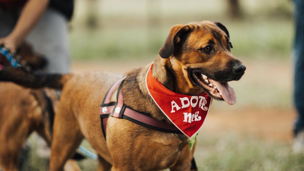 Photo of Tuscarawas County Dog Warden