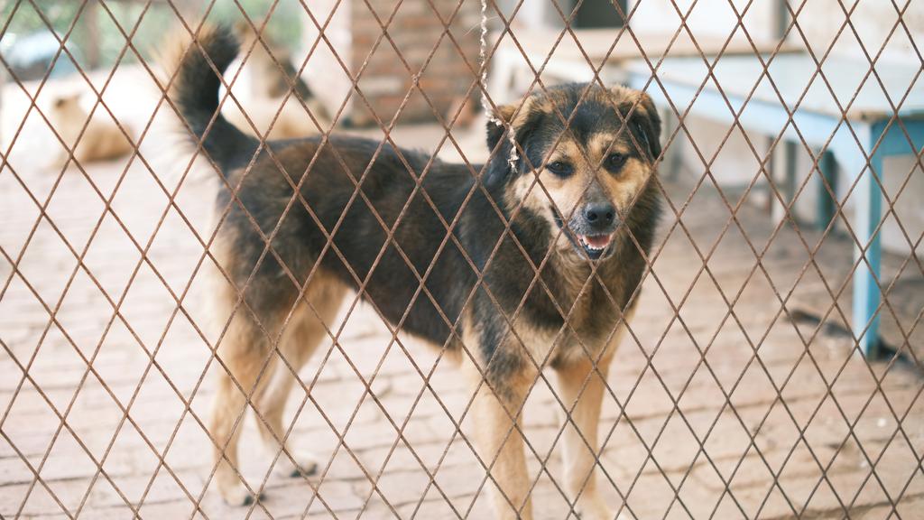 Wags Stray Animal Foundation