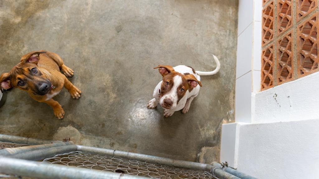 Enchanted Forest Wildlife Rescue