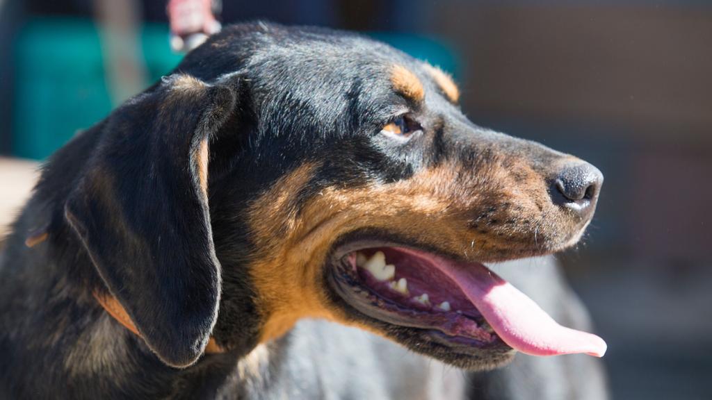 Random fallback image