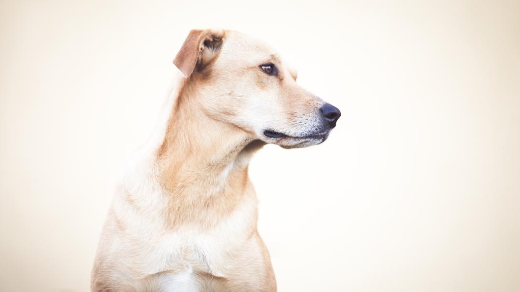 Scott County Humane Society