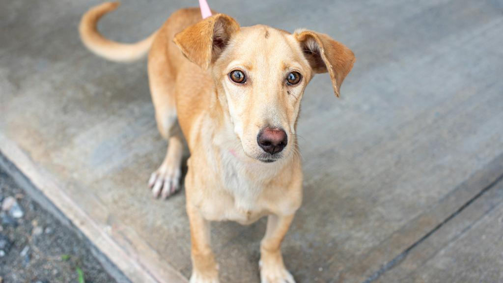 Random fallback image