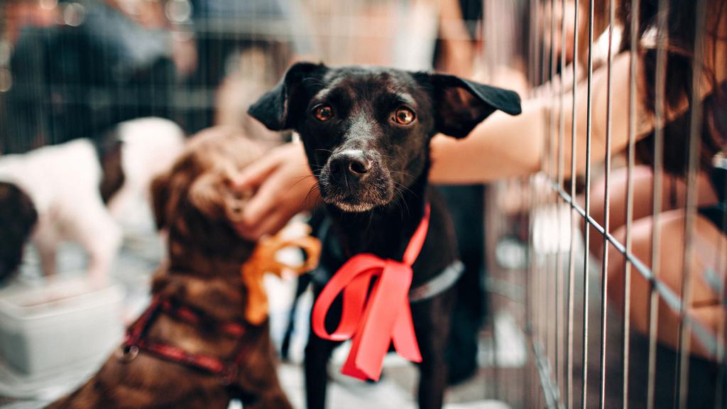 Photo of Jefferson County Animal Shelter