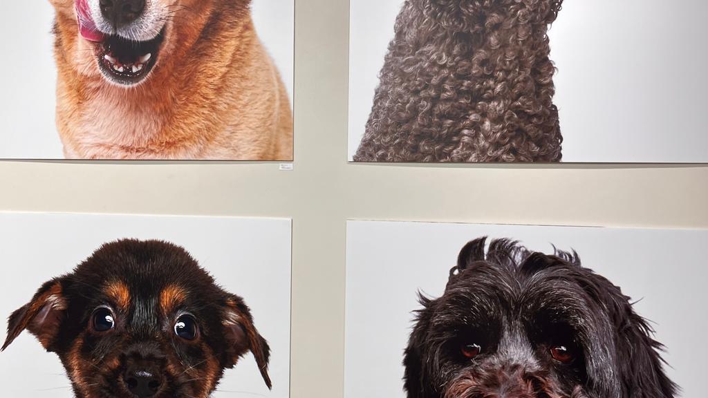 Photo of Scott County Humane Society