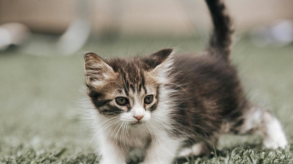 Random fallback image