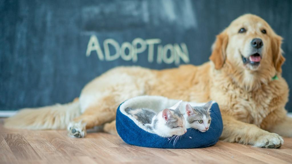 Enchanted Forest Wildlife Rescue