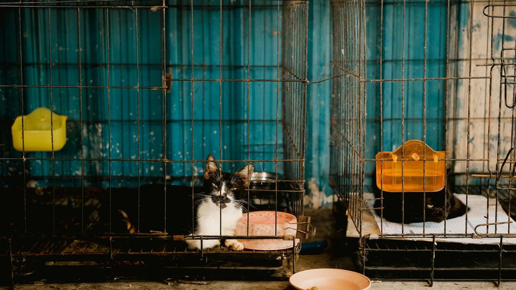 Wags Stray Animal Foundation