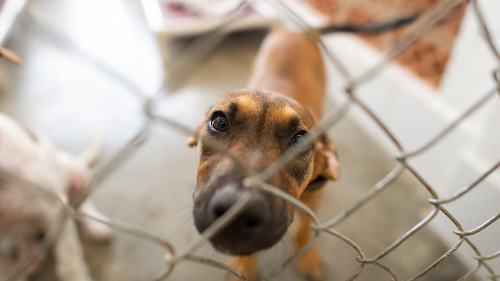 Wags Stray Animal Foundation