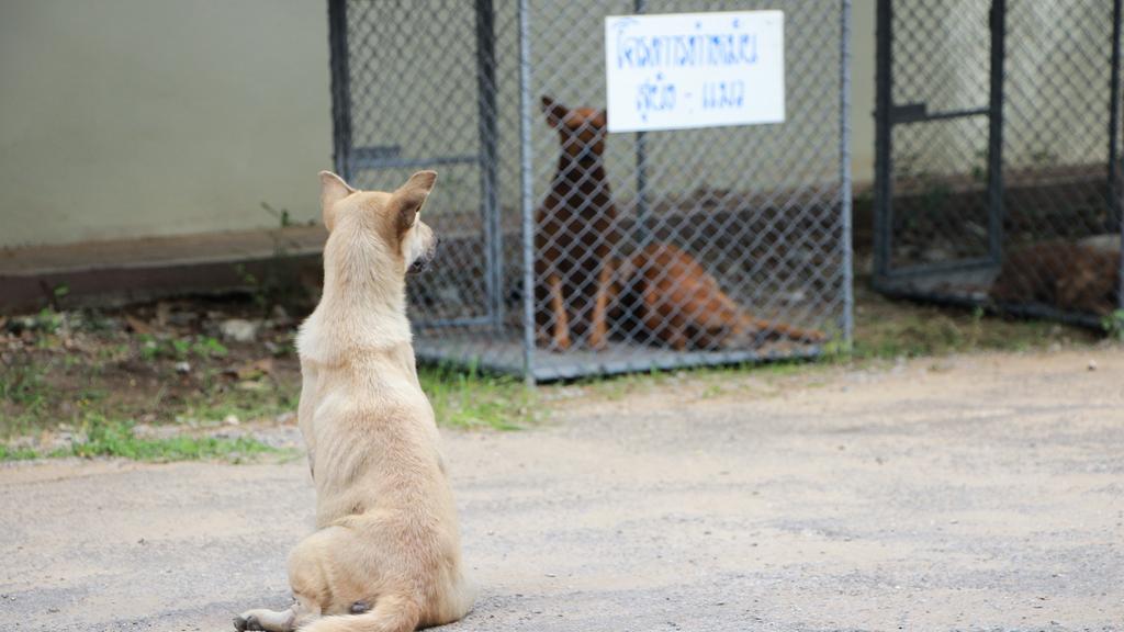 Photo of Wood County Humane Society