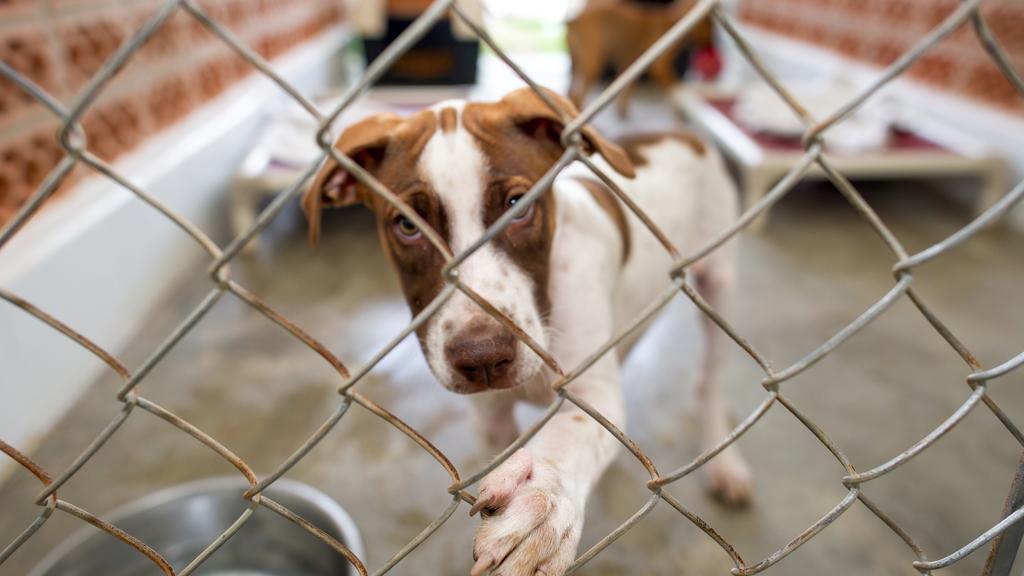 Wags Stray Animal Foundation