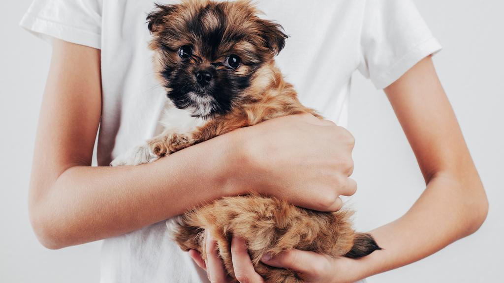 Vet Tech Institute at International Business College