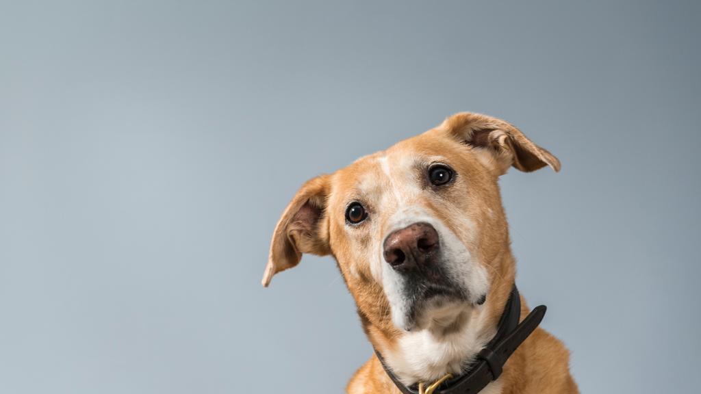 Humane Society of Adams County