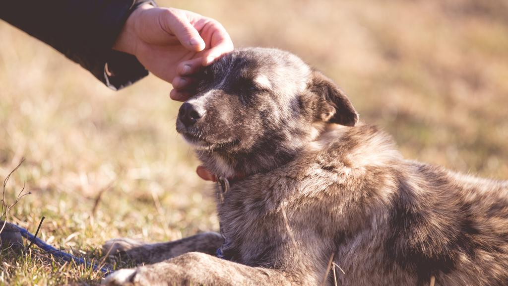 Random fallback image