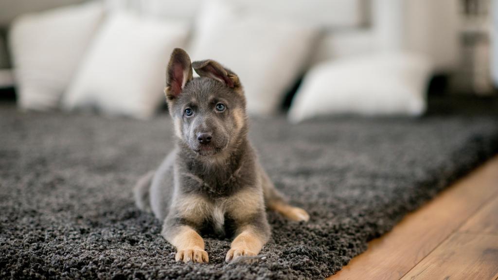 Random fallback image