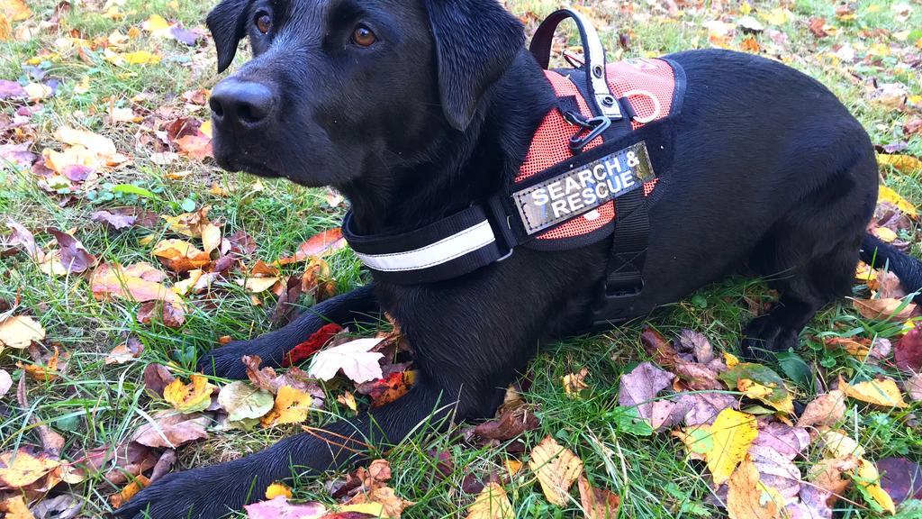 Enchanted Forest Wildlife Rescue