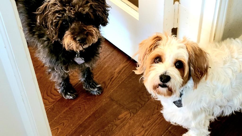 League for Animal Wellfare