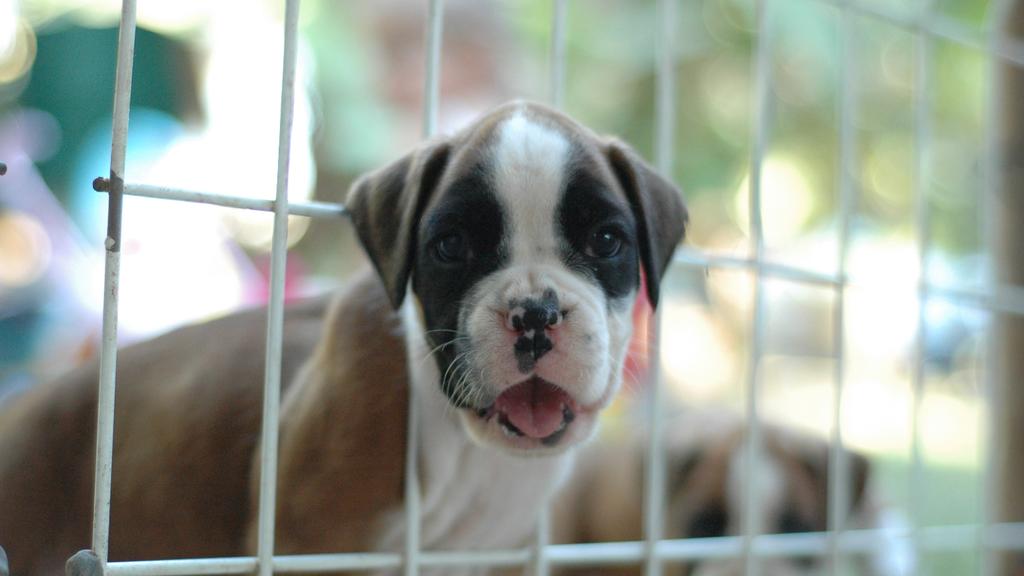 Indy Shih Tzu Rescue