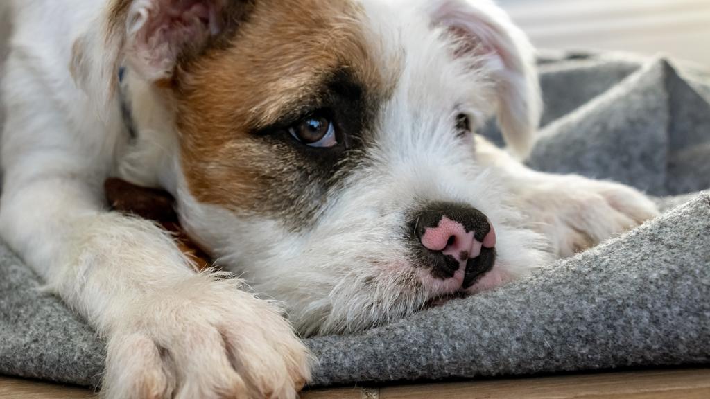 Anderson County Animal Care & Control