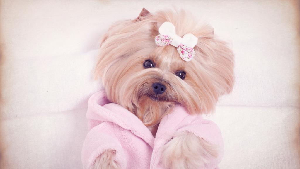 Doggie Daycare Center