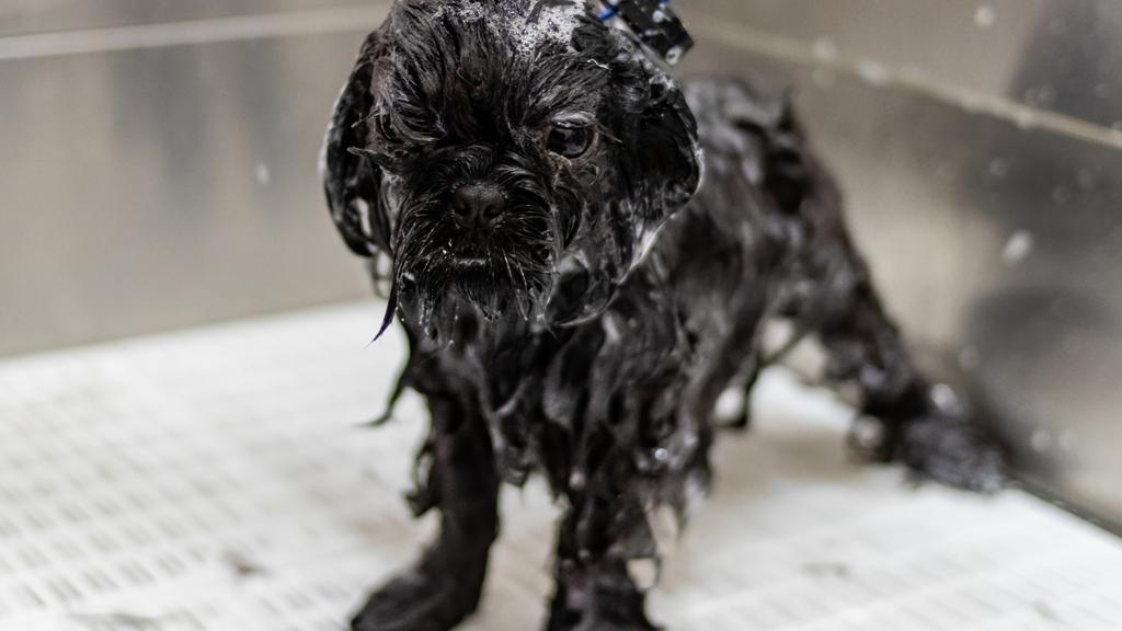 Doggie Daycare Center