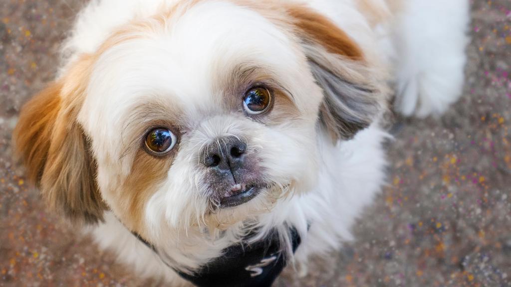 Doggie Daycare Center