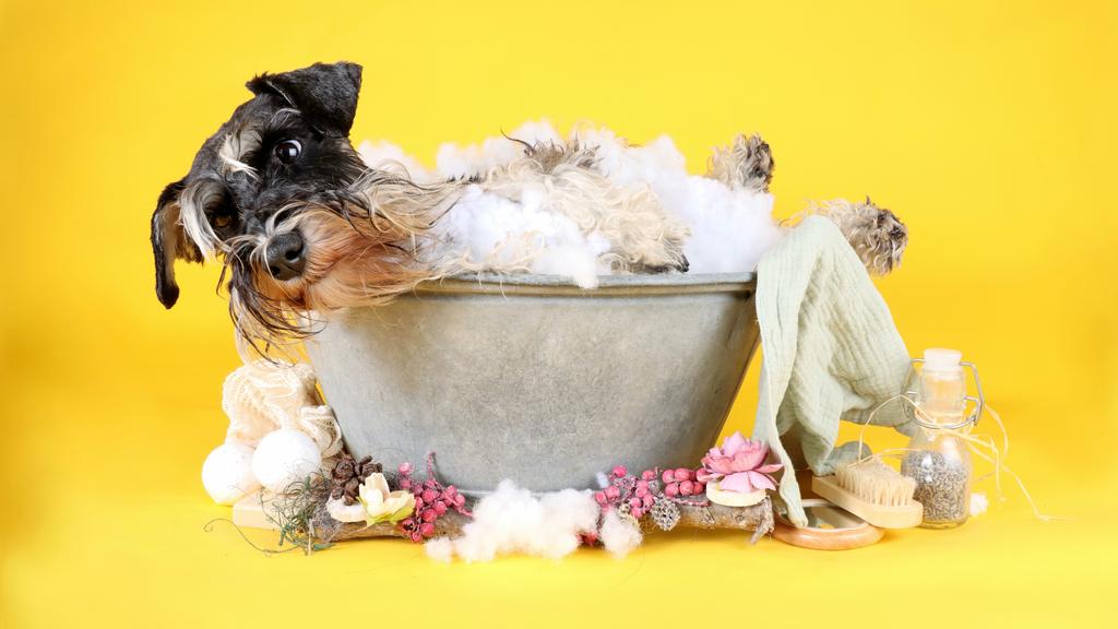 Doggie Daycare Center