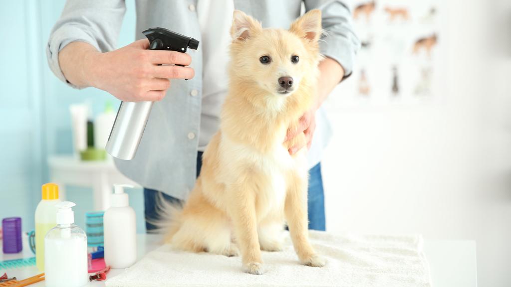 Photo of Emi Pet Salon & Boutique