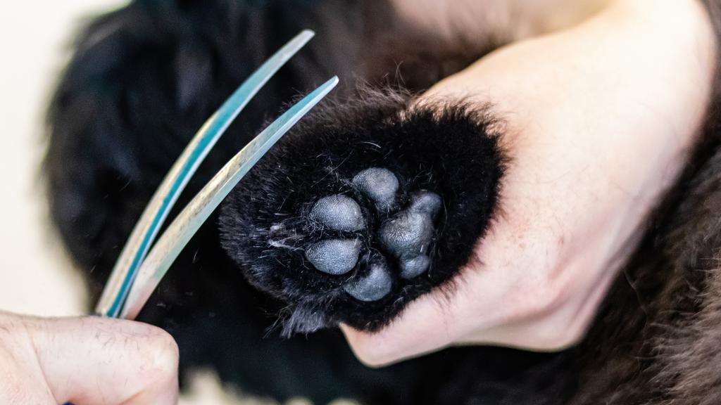 Peek-a-boo pet styling salon