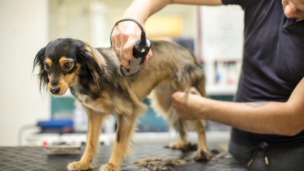 Just A Cut Above The Rest