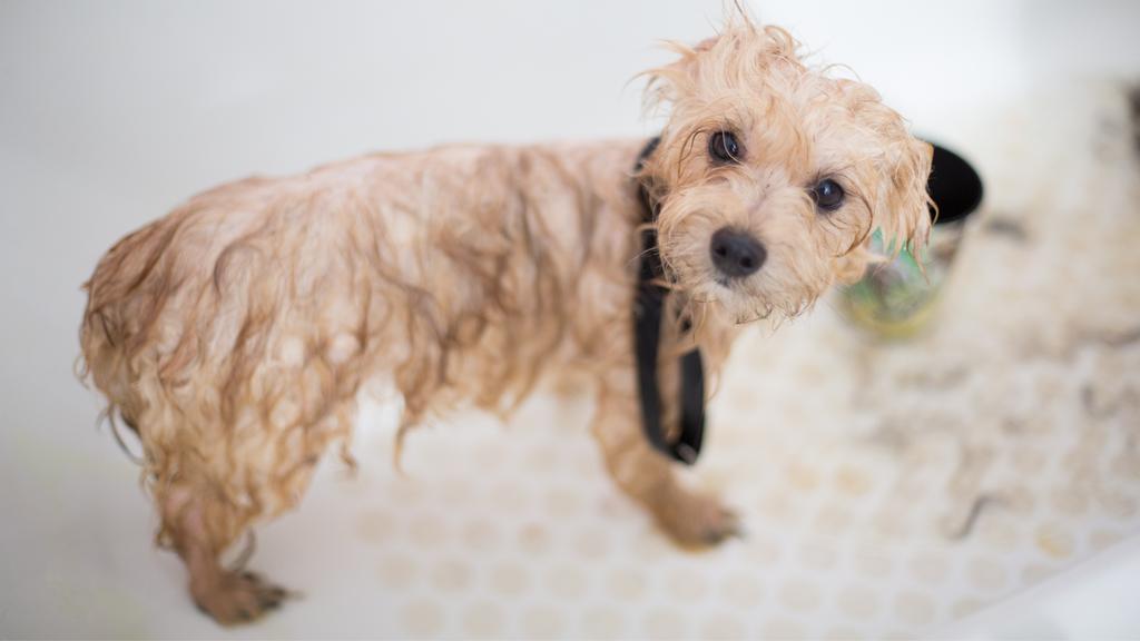 Emi Pet Salon & Boutique