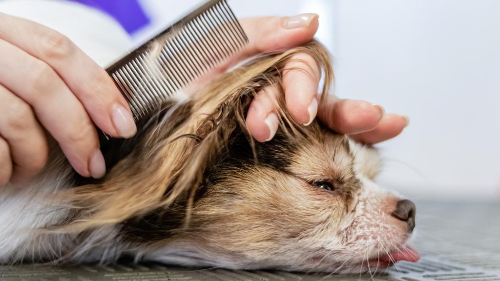 Photo of Foxy Fur Grooming Salon