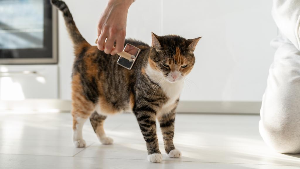 Doghouse Dog Grooming