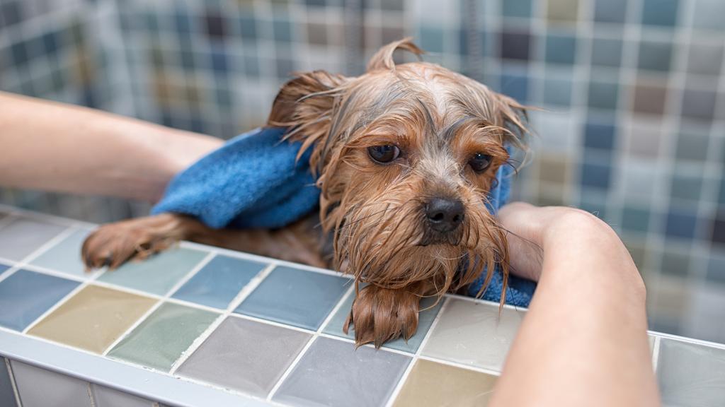 Photo of Dawn's Pet Grooming