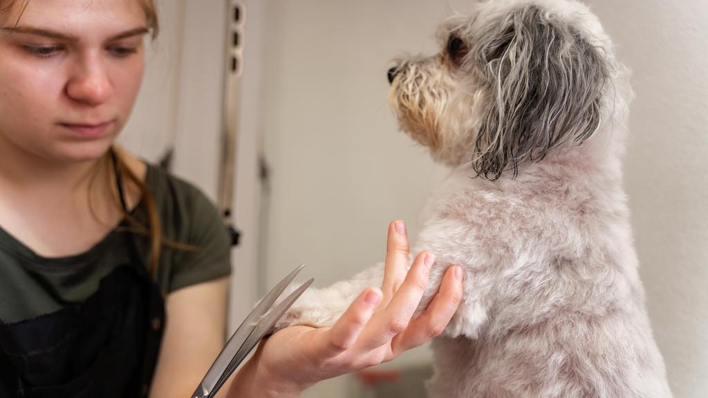 Wendy's Pampered Pets