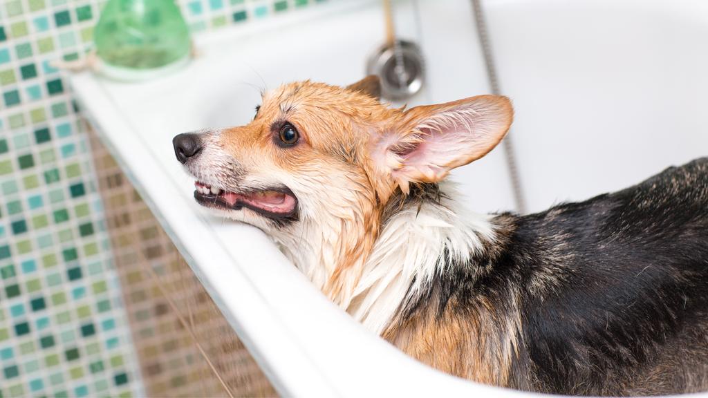 Photo of Canine Designz