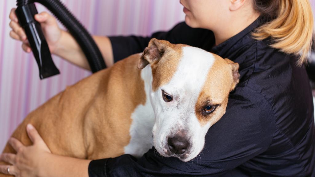 Emi Pet Salon & Boutique