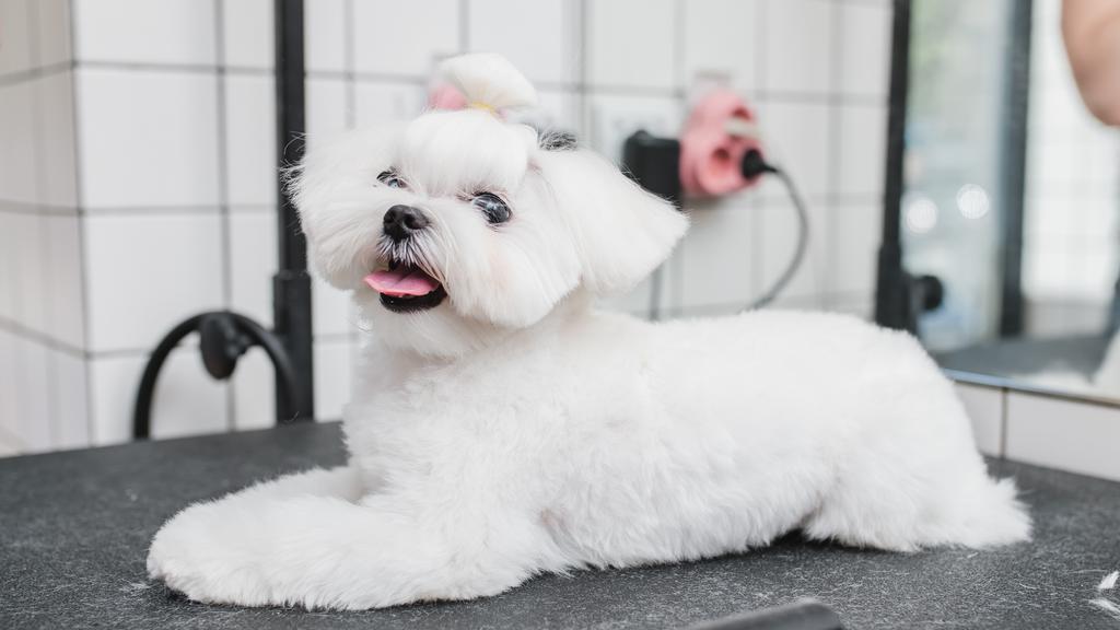 Emi Pet Salon & Boutique