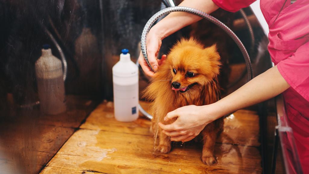 Photo of All About the Dogs