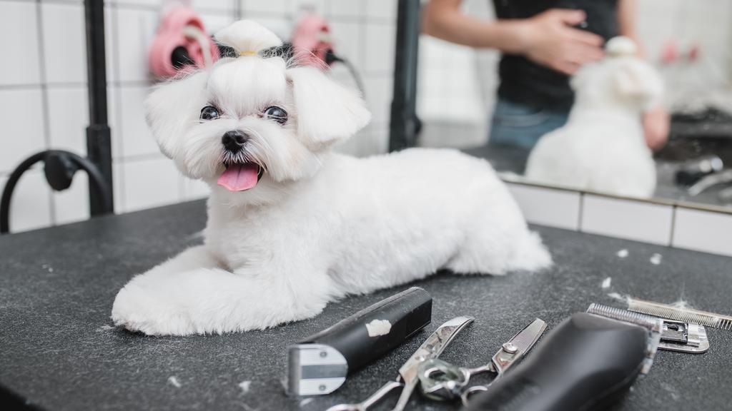 A Dog's Best Friend Grooming