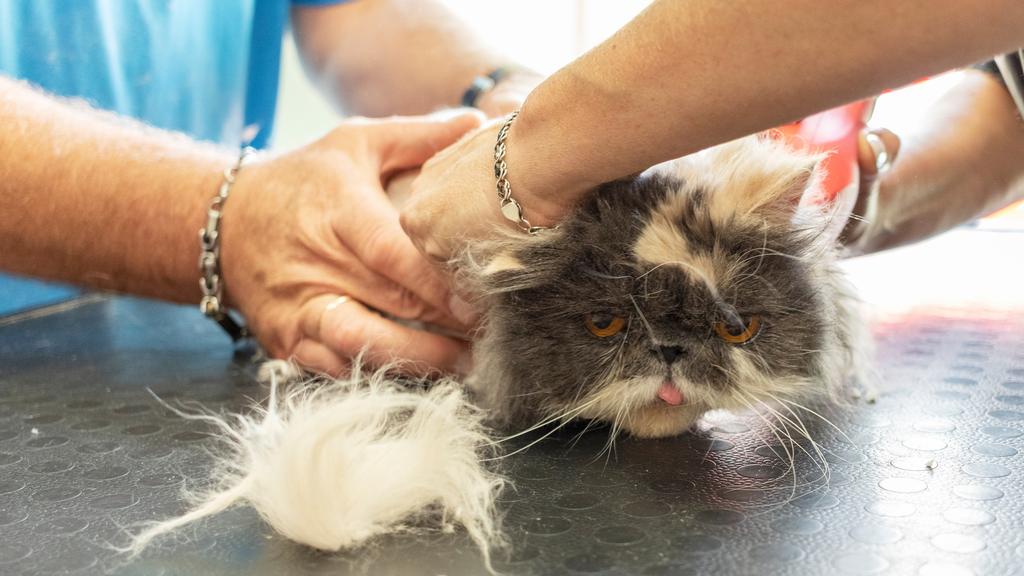 Photo of Kennel Club USA