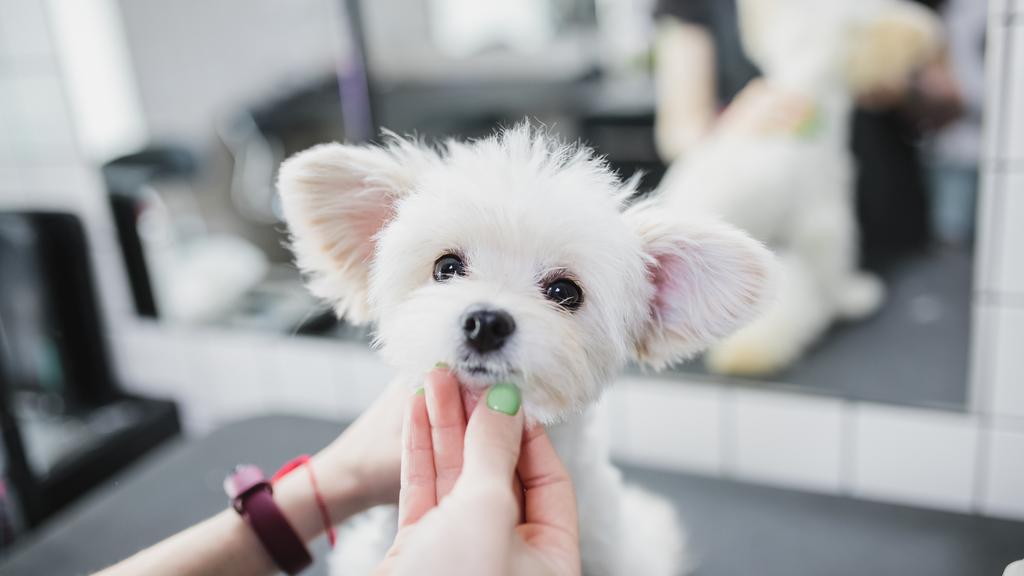 Photo of Our Grooming Spot