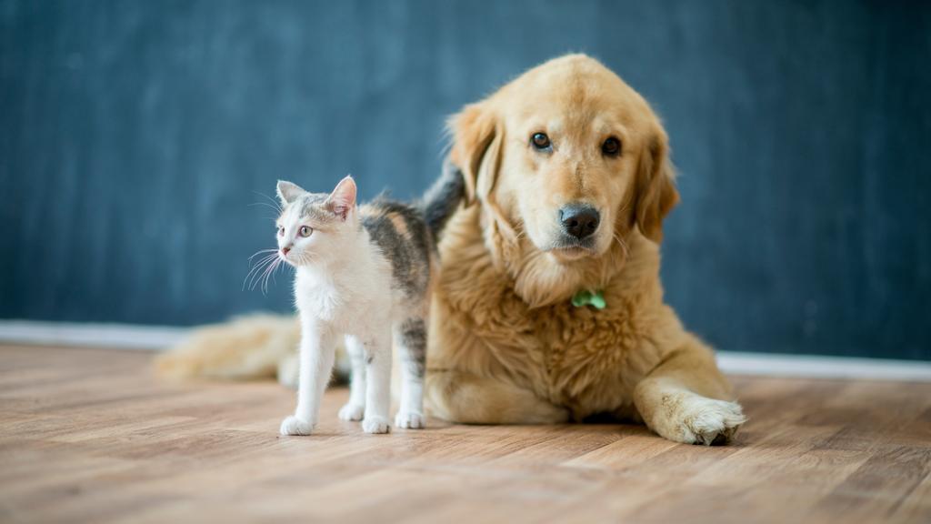 Spoiled and Pampered Dawggy