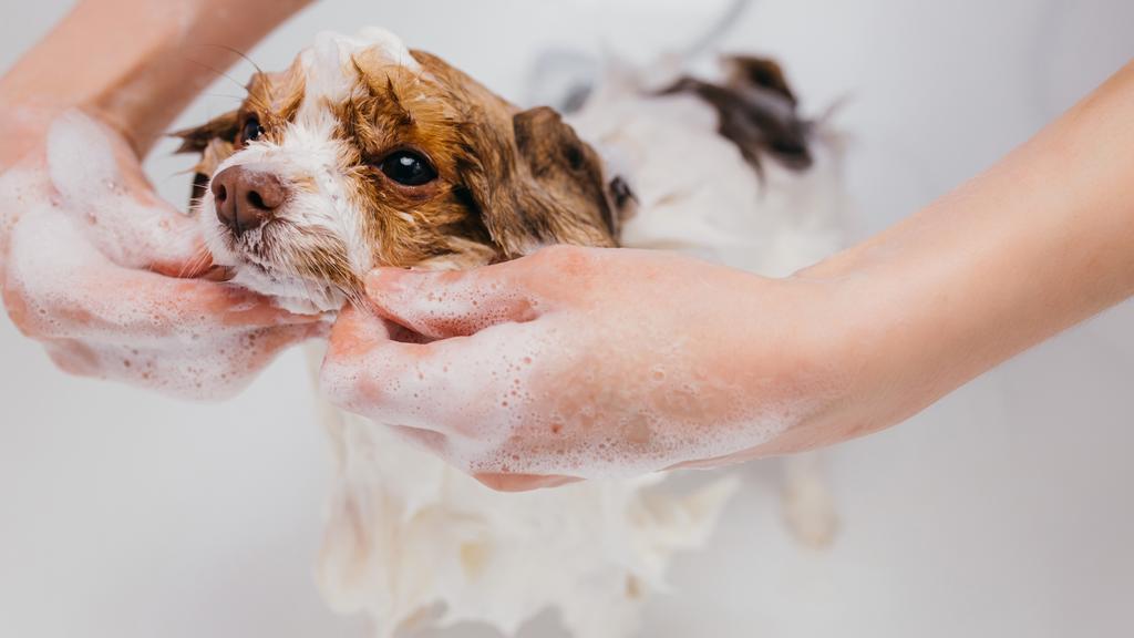 Photo of Doghouse Dog Grooming