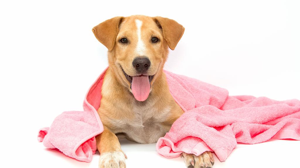 Photo of Barkers Barbershop for Dogs