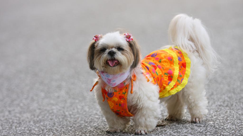All Paws Pet Shop