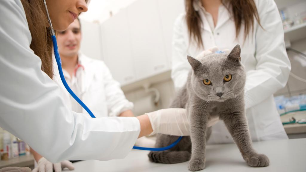 Photo of North Indiana Veterinary Emergency Services