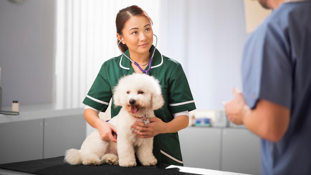 MedVet Urgent Care (Animals)